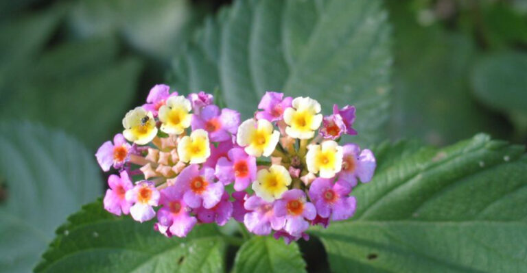 30 Garden Plants That Secretly Do More Harm Than Good