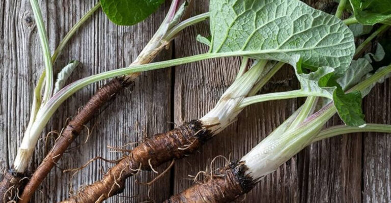 30 Root Vegetables You Should Plant Early for a Bigger, Better Harvest