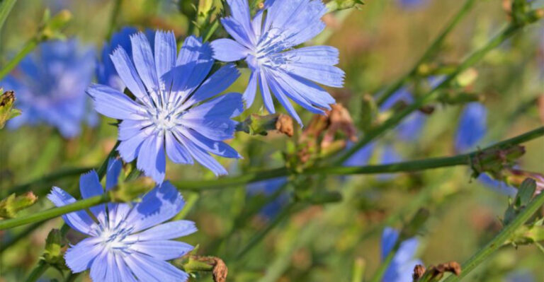 32 Perennial Vegetables and Herbs That Thrive in Pots for Years