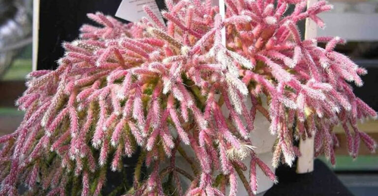 5 Essential Mousetail Cactus Care Tips for a Healthy, Happy Plant