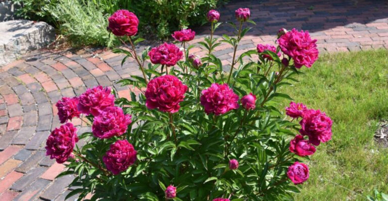 5 Expert Tips to Make Your Peony Bushes Flourish This Spring!