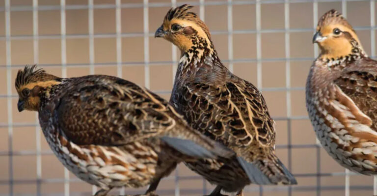 7 Reasons Raising Quail Might Be Better Than Keeping Chickens