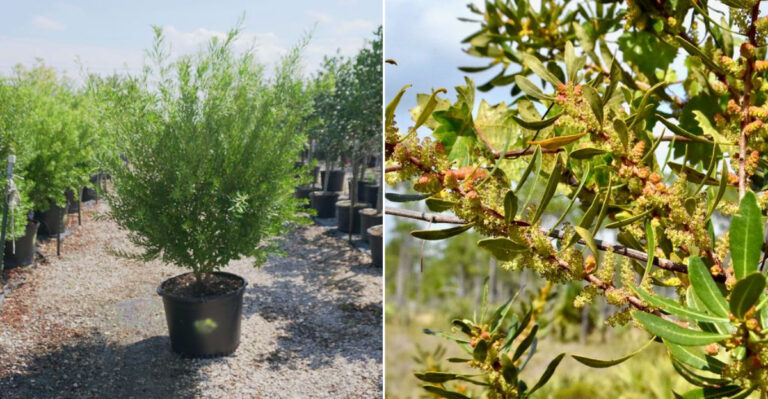 7 Reasons to Plant Fast-Growing Wax Myrtle Trees for a Low-Maintenance Privacy Screen