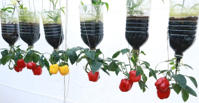 17 Vegetables You Never Knew You Could Grow Upside-Down