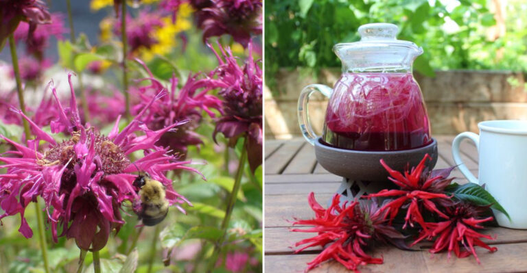 8 Compelling Reasons to Grow Bee Balm in Your Backyard