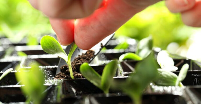 8 Worst Seed Starting Tips Gardeners Swear Are Myths (and What to Do Instead)