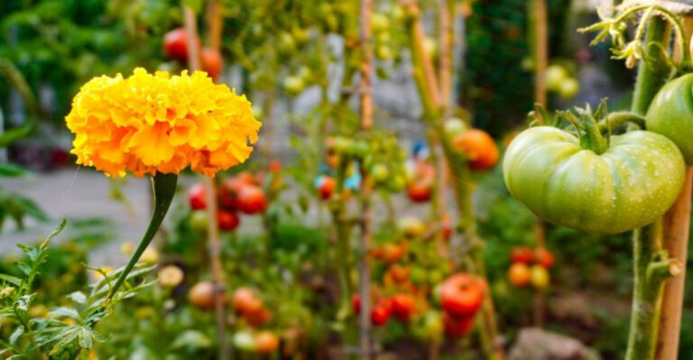 9 Common Mistakes to Avoid When Using Marigolds as Companion Plants