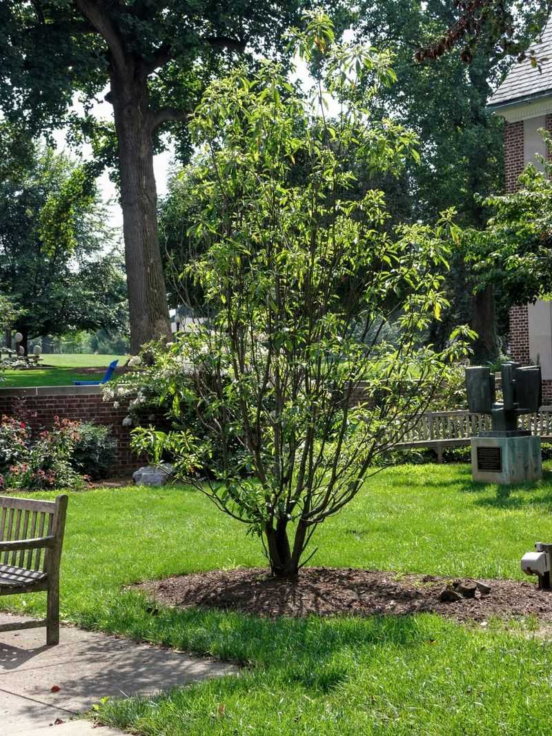 Unique Features and Characteristics