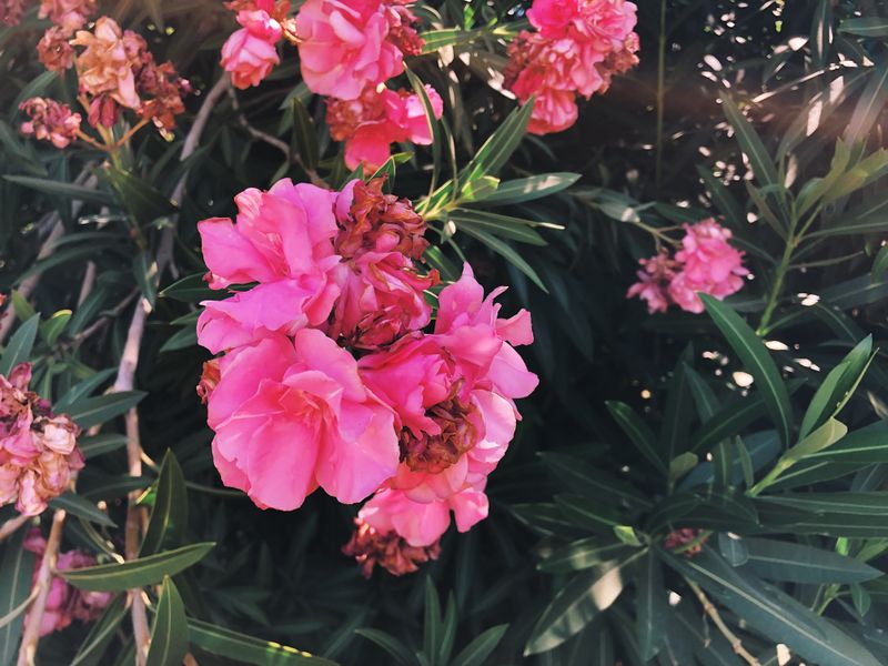 Oleander (Nerium oleander)