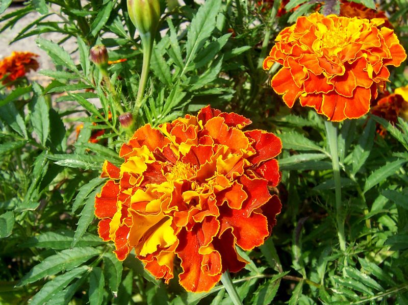 French Marigold (Tagetes patula)