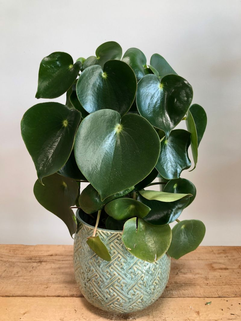 Raindrop Peperomia (Peperomia polybotrya)