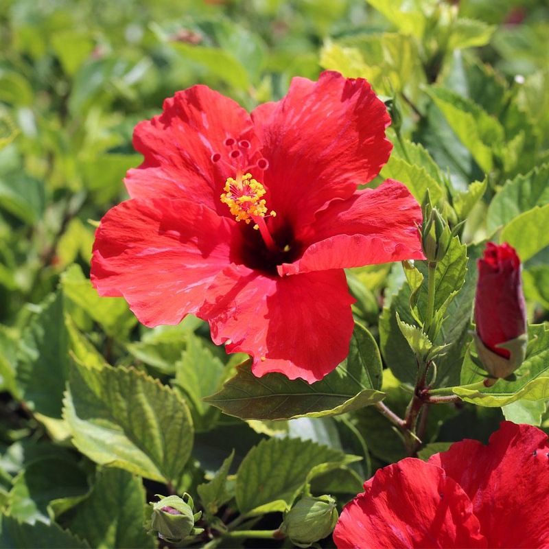 Tropical Hibiscus