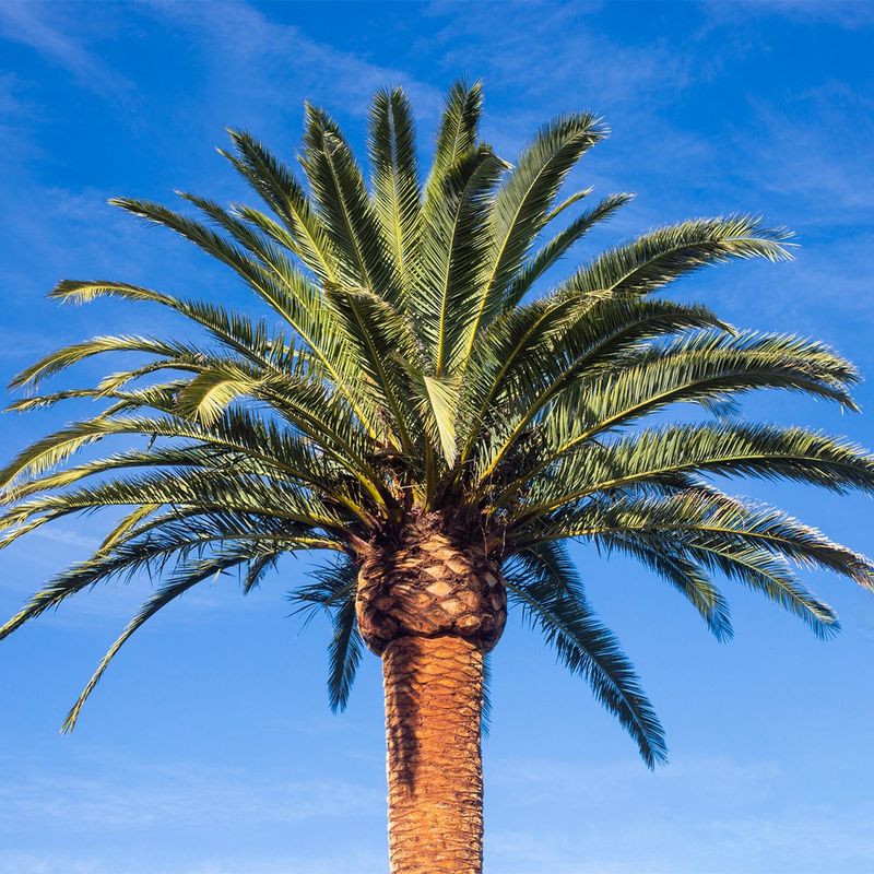 Canary Island Date Palm (Phoenix canariensis)