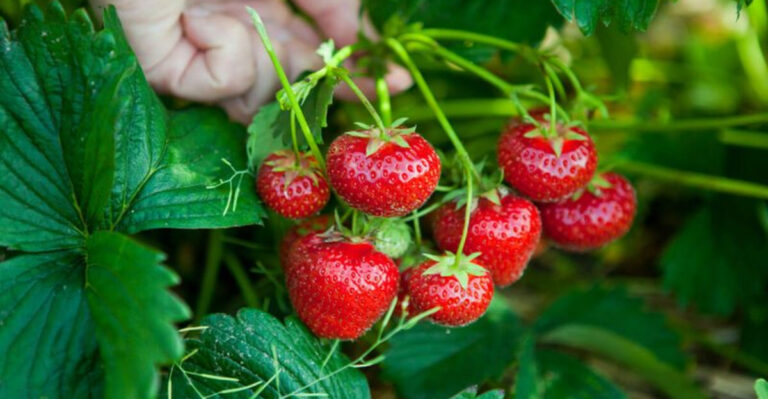 Beginner-Friendly Food Crops for Every Yard