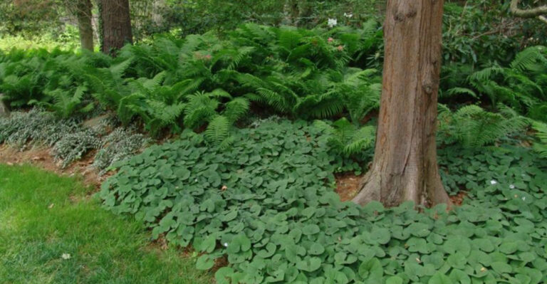 Beneath the Canopy: The Best Plants to Thrive Under Your Trees and Transform Your Shady Landscape