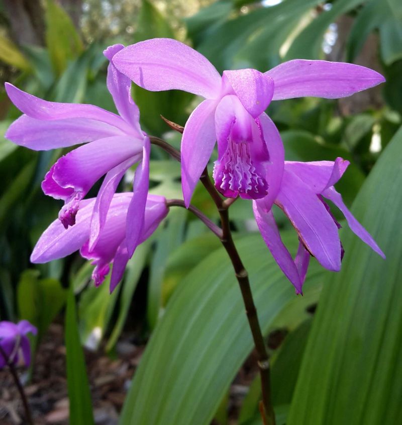 Bletilla striata (Chinese Ground Orchid)