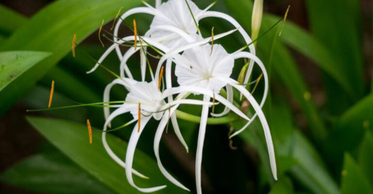 Blink and You’ll Miss Them: 14 Rare Flowers That Bloom for Just One Day!