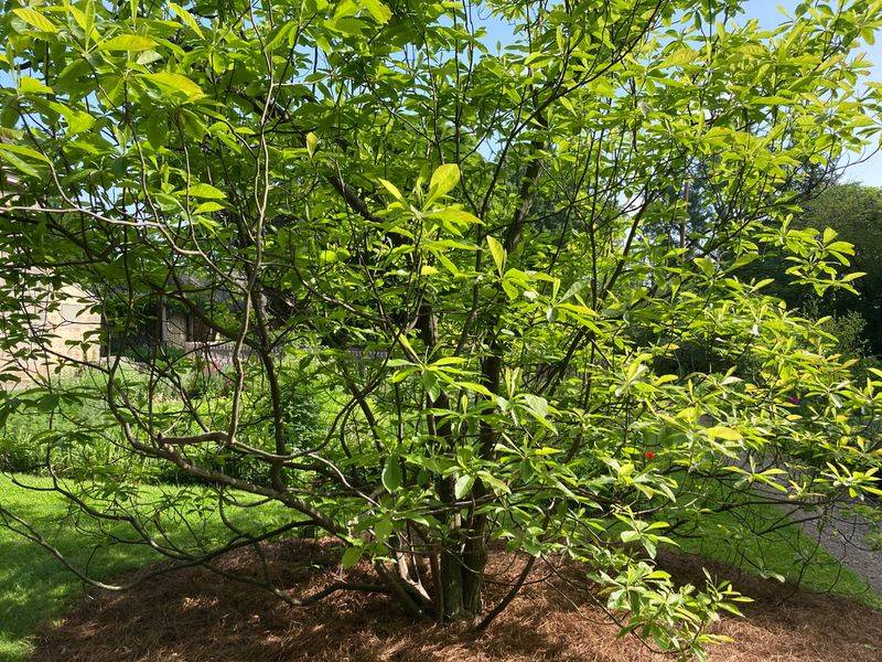 Challenges of Growing the Franklin Tree