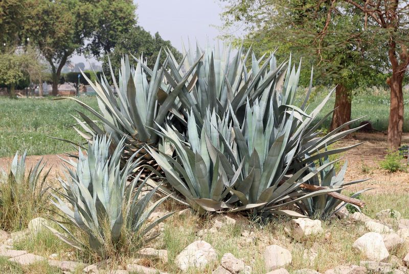 Agave (Agave americana)