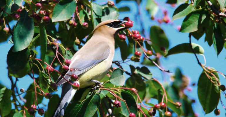 Bring Bluebirds Flocking: 25 Gorgeous Plants They Can’t Resist