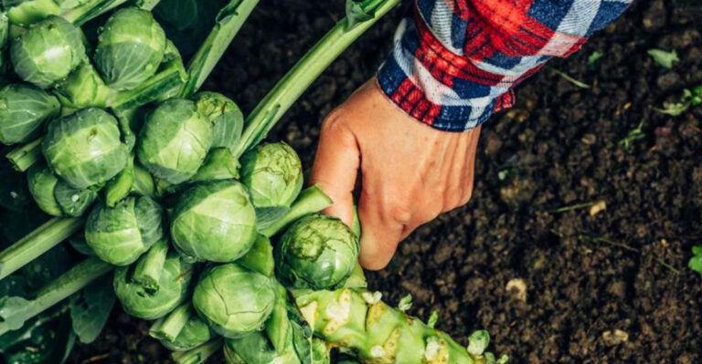 Brussels Sprouts Made Easy: 10 Simple Steps for a Bountiful Harvest!