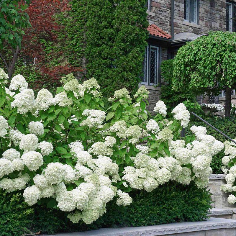 White Hydrangea