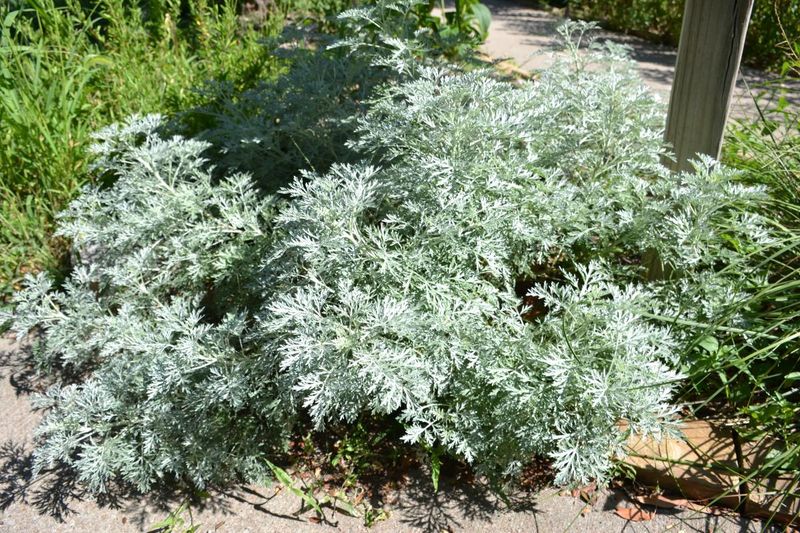 Artemisia (Artemisia spp.)