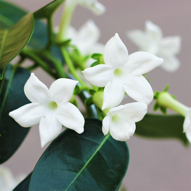 Stephanotis (Madagascar Jasmine)