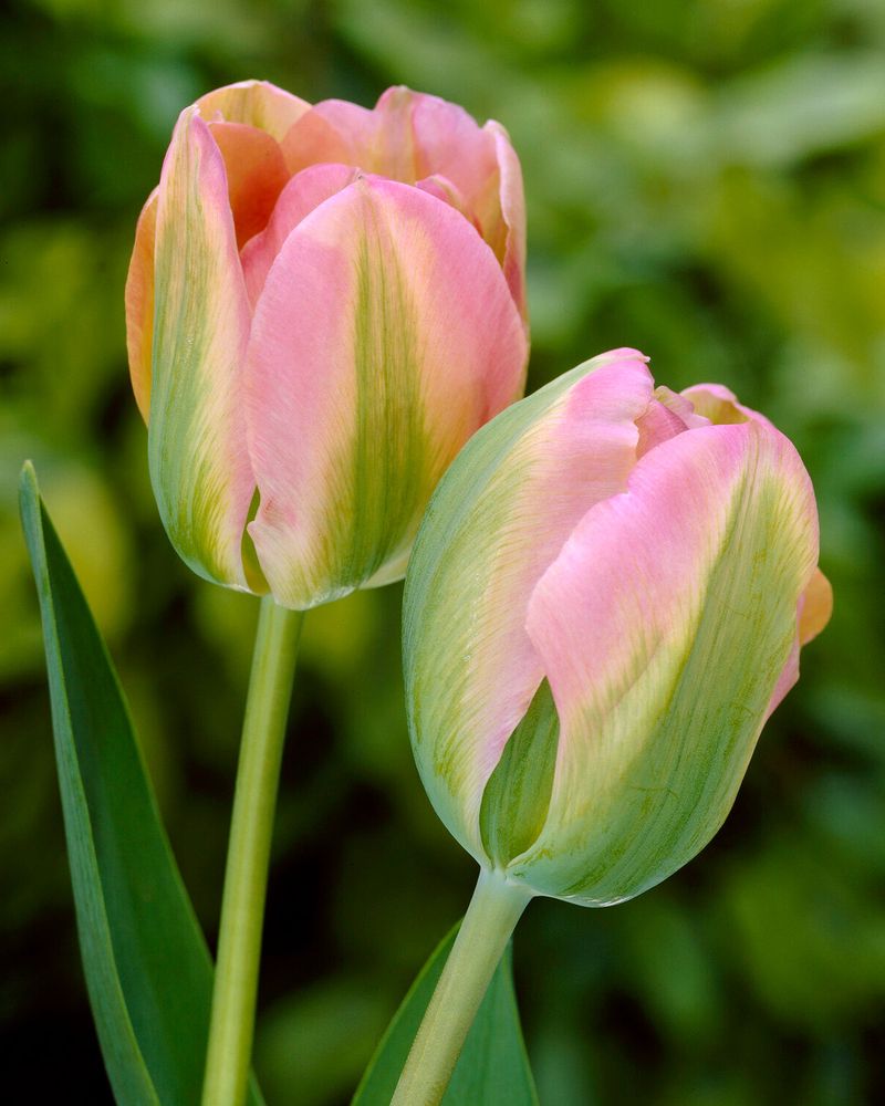 Tulip ‘Greenland’