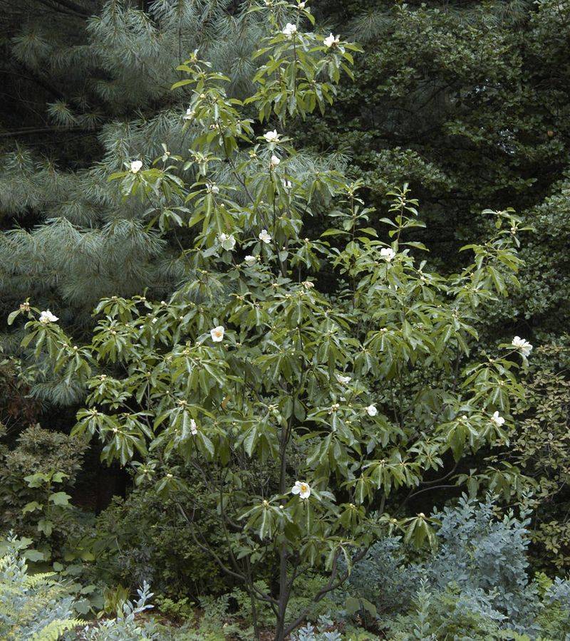 Ideal Soil and Climate Conditions