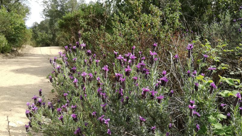 Spanish Lavender (Lavandula stoechas)