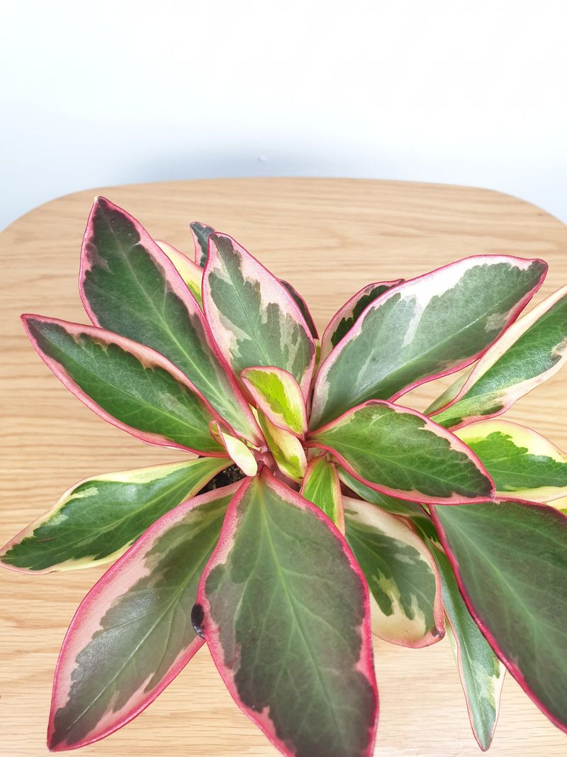 Jelly Bean Peperomia (Peperomia clusiifolia)
