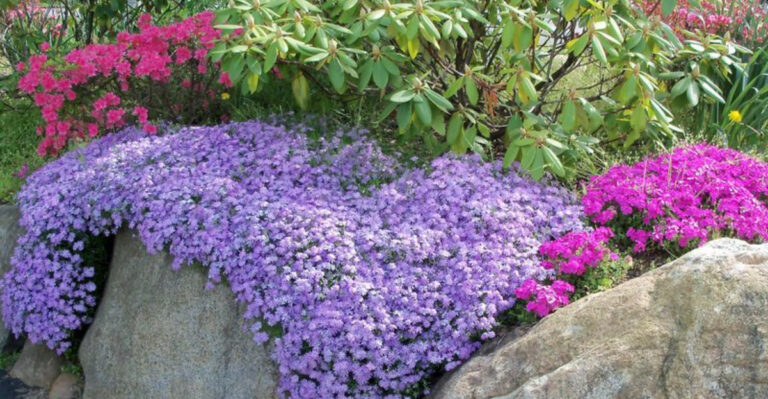 Creeping Phlox Secrets: The Fertilizer Hack for Blooms That’ll Make Your Neighbors Jealous!