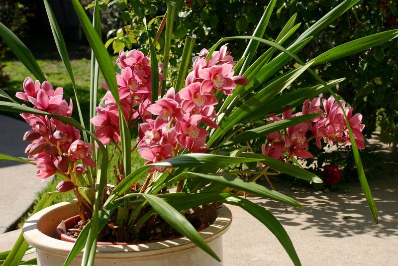 Cymbidium Orchids