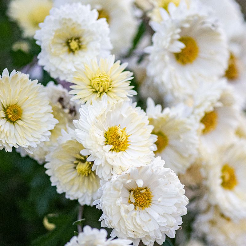 White Chrysanthemum