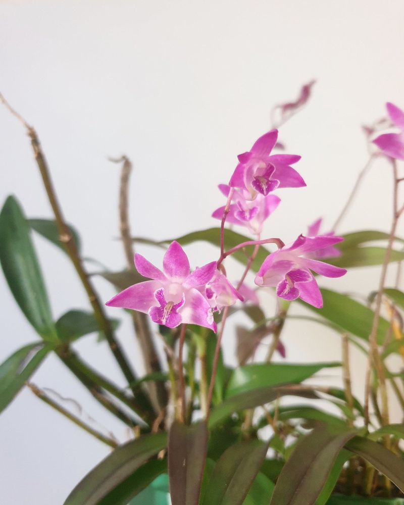 Dendrobium kingianum (Pink Rock Orchid)