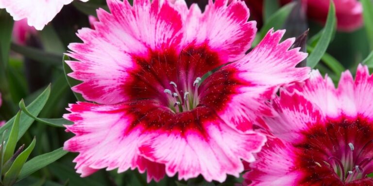 Dianthus & Friends: 21 Beautiful Companion Plants