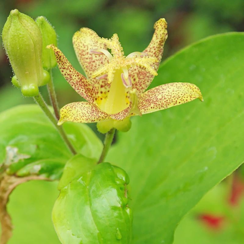 Tricyrtis ‘Samurai’ (Toad Lily)
