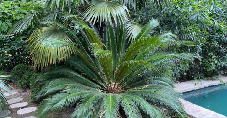 Dioon Edule Care Guide: How to Plant, Grow, and Keep This Ancient Cycad Thriving!