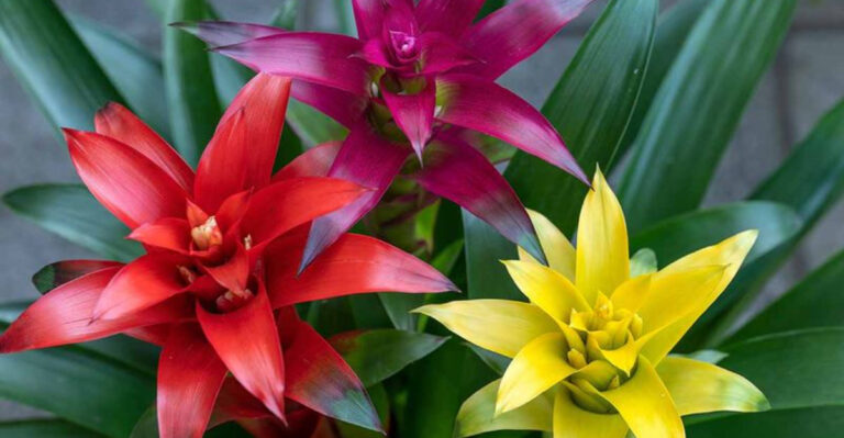 Discover 10 Indoor Plants That Purify Your Air Day and Night