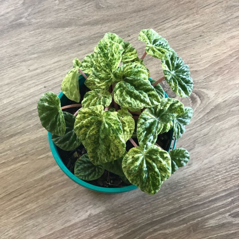Variegated Ripple Peperomia (Peperomia caperata variegata)