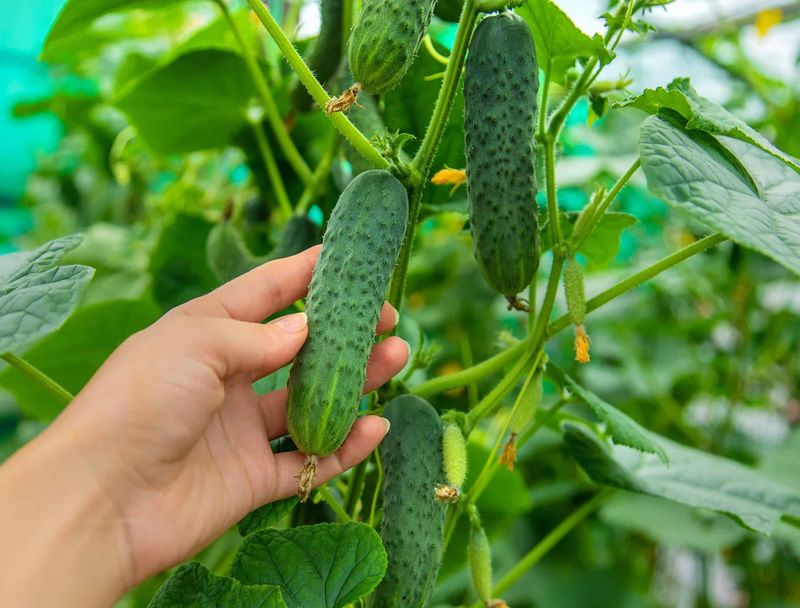 Cucumbers