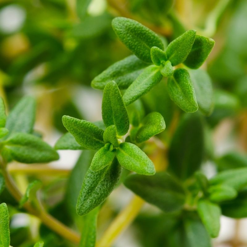 Thyme (Thymus vulgaris)