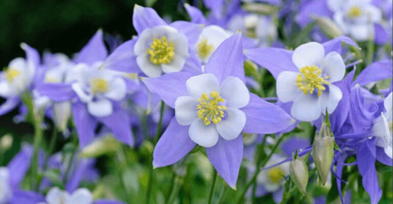 Every U.S. State’s Iconic Flower – See the Bloom That Represents Your State!