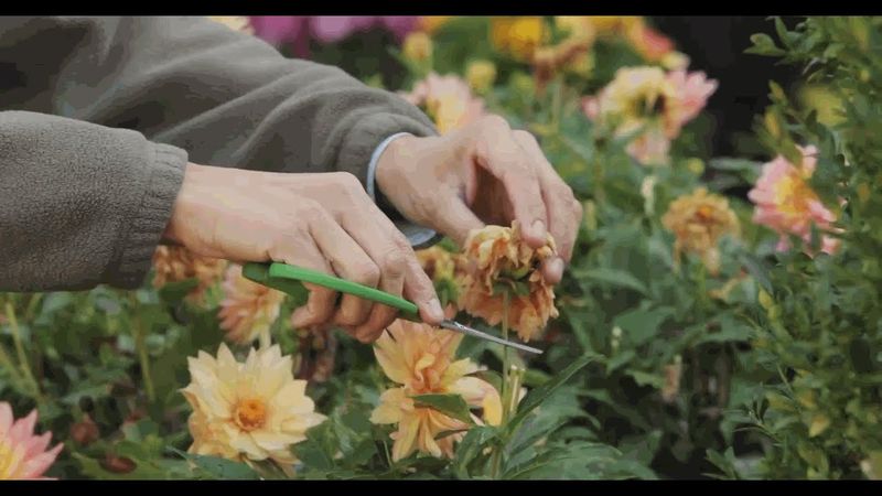 Forgetting to Deadhead or Pinch