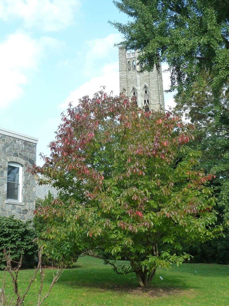 Discovery and Naming – A Botanical Legacy