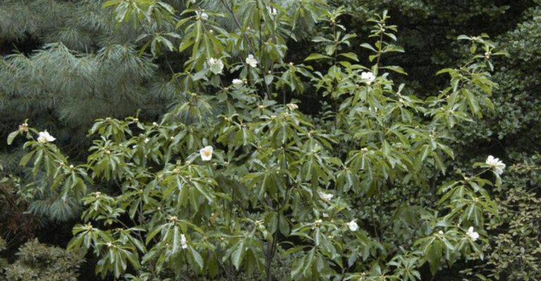Franklin Tree: The Mysterious American Beauty That Vanished from the Wild