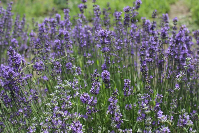 Lavender (Lavandula spp.)