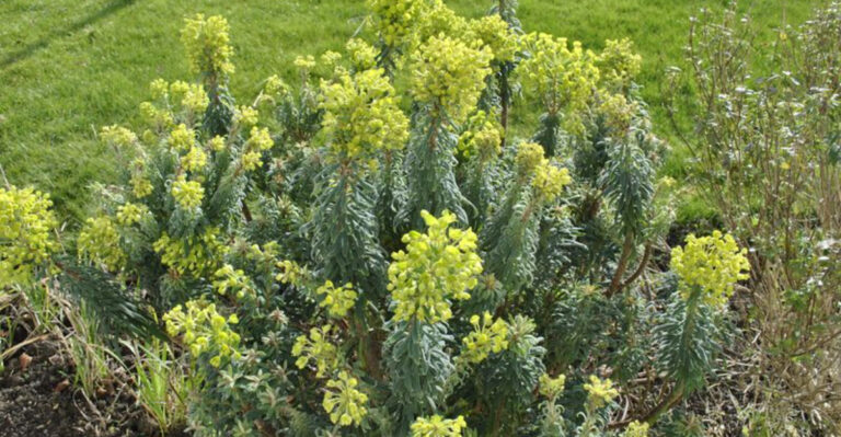 From Tuscany to Texas: 20 Mediterranean Plants That’ll Thrive in Your American Garden
