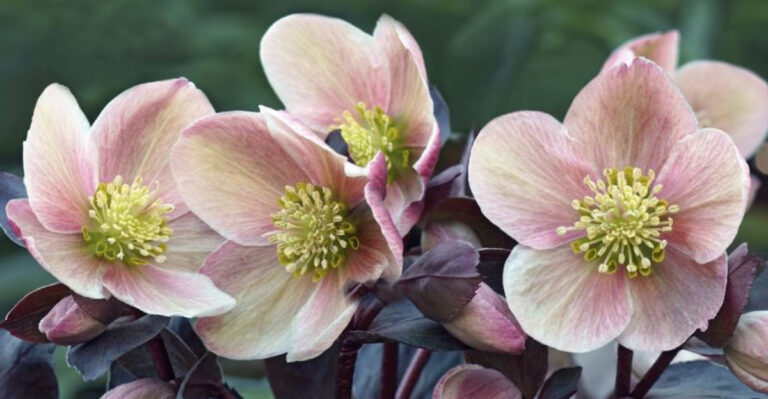 Garden Trends 2025: These 12 Flowers Will Be the Stars